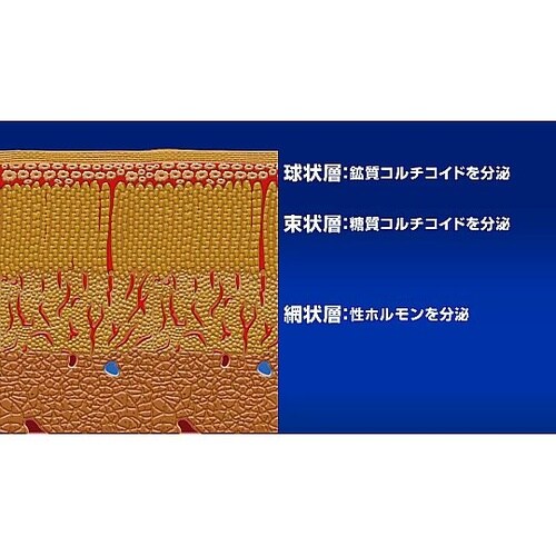 人体の構造と機能 第17巻 内分泌系 D