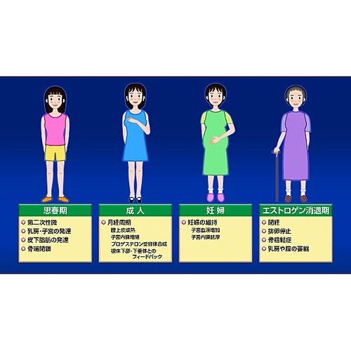 人体の構造と機能 第17巻 内分泌系 D