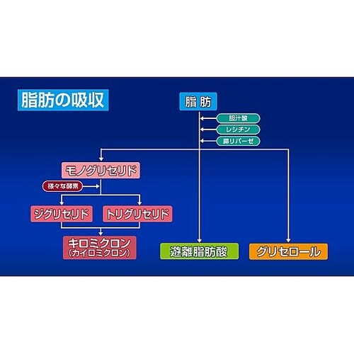 人体の構造と機能 第18巻 消化器系 D