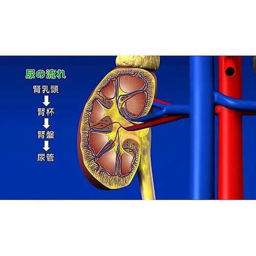 人体の構造と機能 第19巻 泌尿器系 D