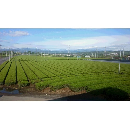 狭山茶ティーバッグ 32袋