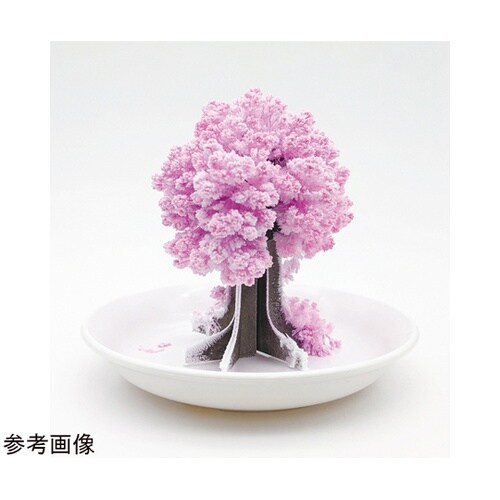 桜の都 1セット(10個入)