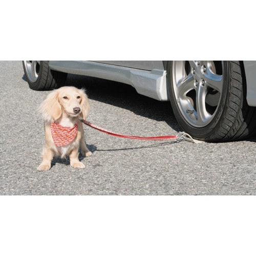 わんわんボード