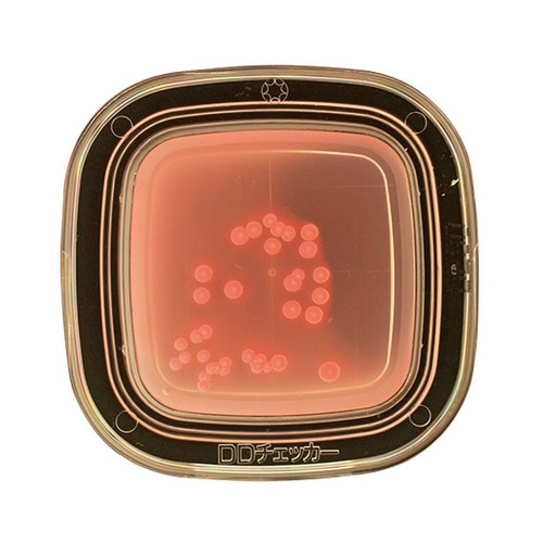 【冷蔵】04210 デオキシコレート 20枚×2