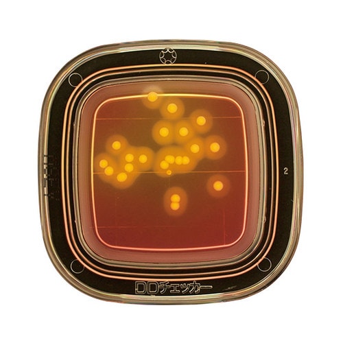 【冷蔵】04240 MSEY寒天 20枚×2