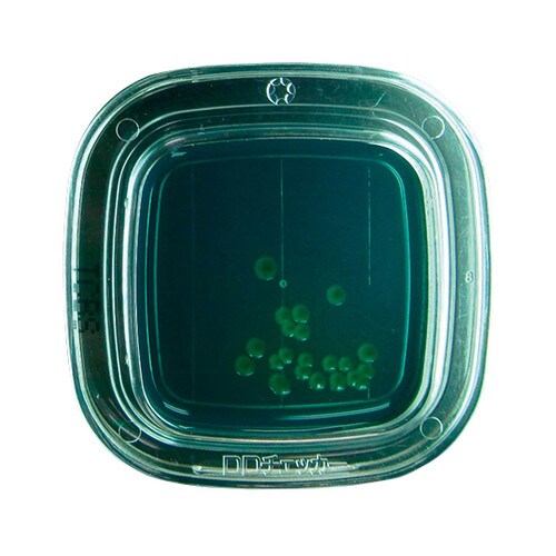 【冷蔵】04260 TCBS寒天 20枚×2