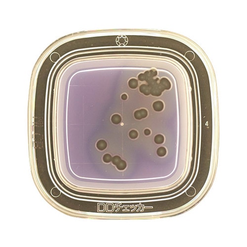 【冷蔵】04270 MLCB寒天 20枚×2