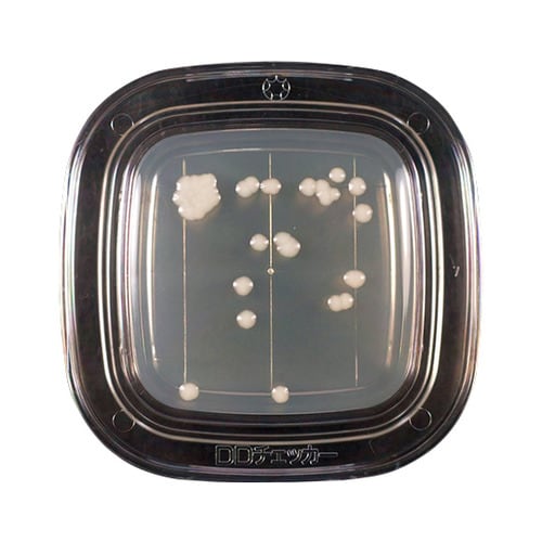 【冷蔵】04290 PD寒天 20枚×2