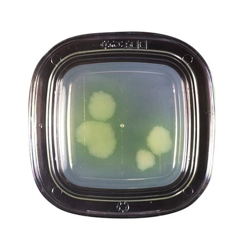 【冷蔵】04350 NAC寒天 20枚×2