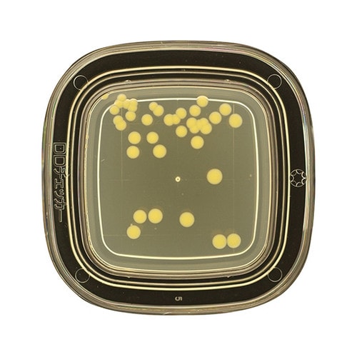 【冷蔵】04320 SCD寒天 20枚×2