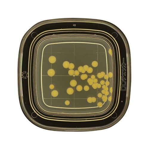 【冷蔵】04330 SCDLP寒天 20枚×2