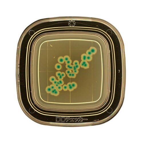 【冷蔵】04220 X−GAL寒天 20枚×2