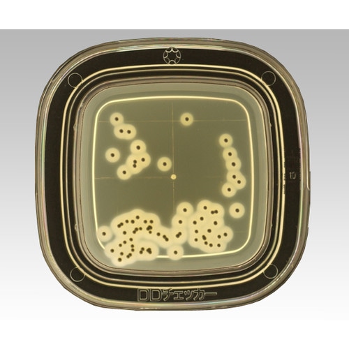 【冷蔵】04250 TGSE寒天 20枚×2