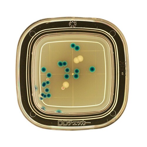 【冷蔵】04230 MAX寒天 20枚×2