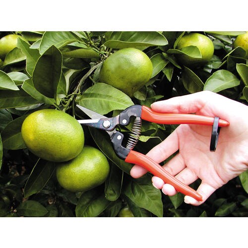 はさみ・摘果190mm