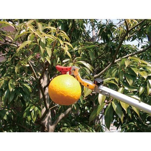 高枝切(採収型・伸縮柄/刃長60)1.8−3.0m