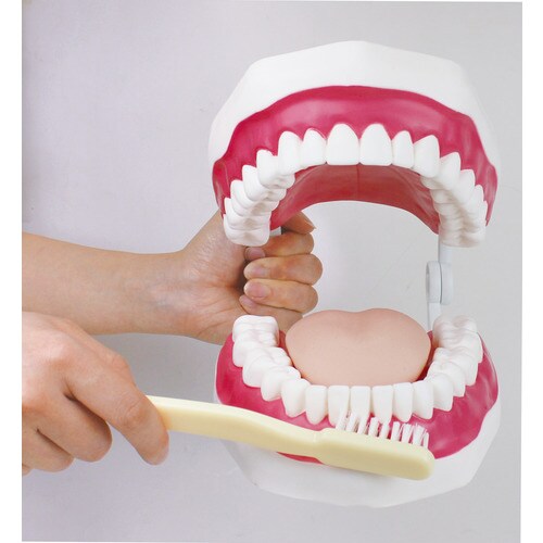大型歯みがき指導模型 大