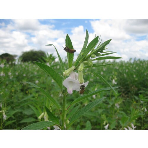 ミャンマー産ごまはちみつ 190g