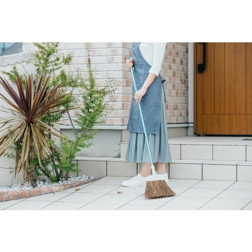 2989.jp+ 庭箒(シダ)L