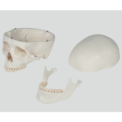 骨格モデル 178cm