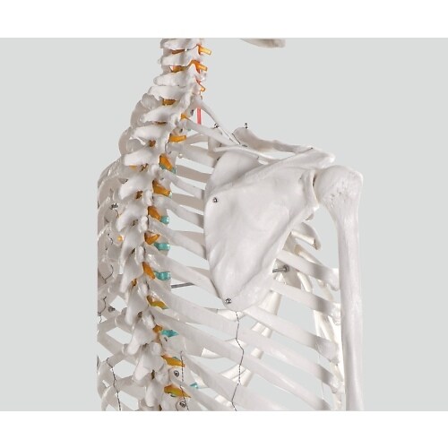 骨格モデル 178cm