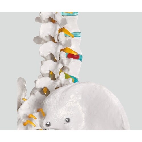 骨格モデル 178cm