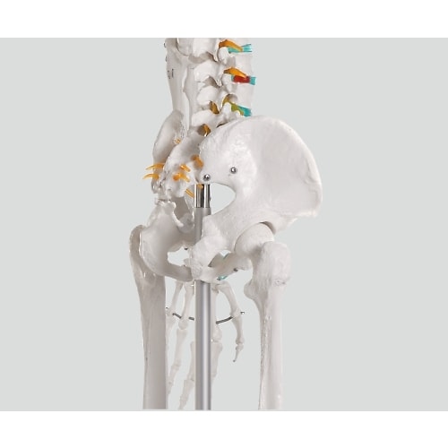 骨格モデル 178cm