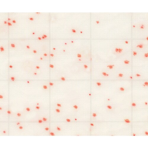 【冷蔵】MCMediaPad 一般生菌用 100枚