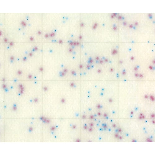 【冷蔵】MCMediaPad サルモネラ 100枚
