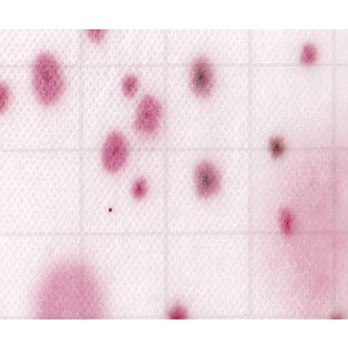 【冷蔵】MCMediaPad 真菌用YM 100枚