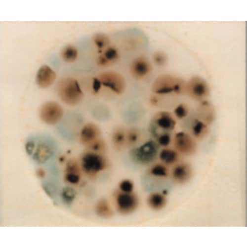 【冷蔵】ペトリフィルム 6407YM