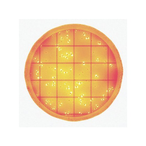 【冷蔵】ペトリフィルム 6412CC