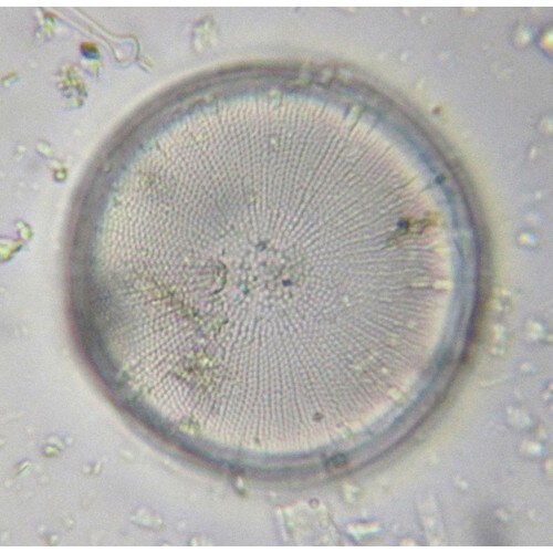 ケニス 珪藻土 KED