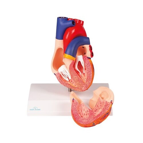 心臓2分解モデル G310
