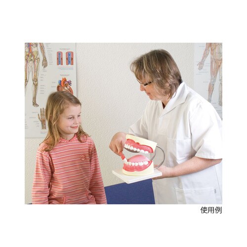 D216 特大歯磨き指導模型
