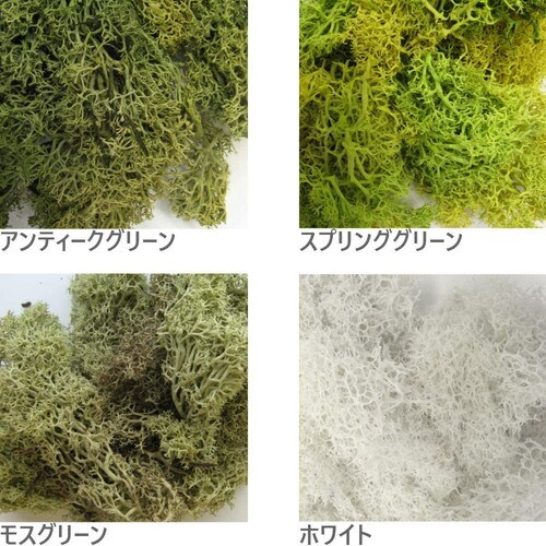 ジオラマモス スプリンググリーン 5個入