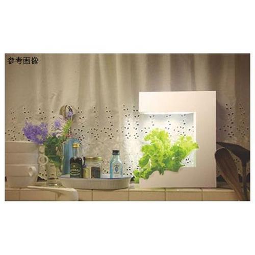 156201 灯菜 ココ ホワイト