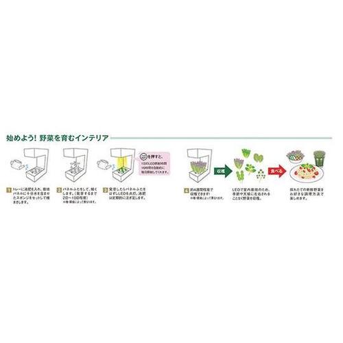 156201 灯菜 ココ ホワイト