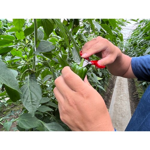 野菜収穫鋏 先丸 ステンレス