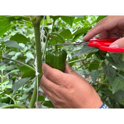 野菜収穫鋏 先丸 ステンレス