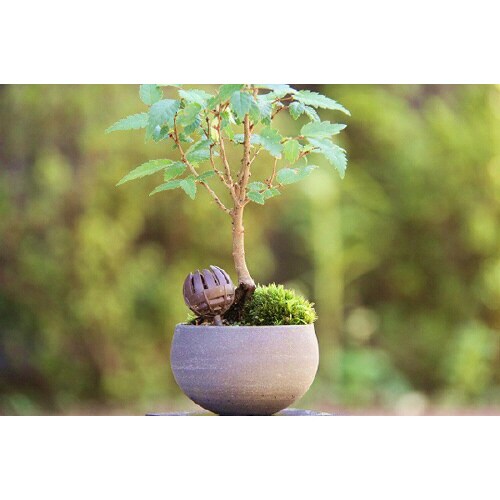 プチドームL10個入