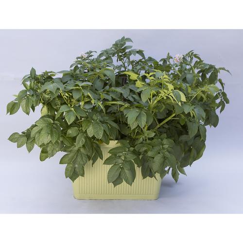 ベジタブルプランター深型 ベジタブルグリーン