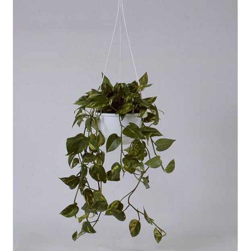 吊り鉢ライト専用吊りひも ホワイト