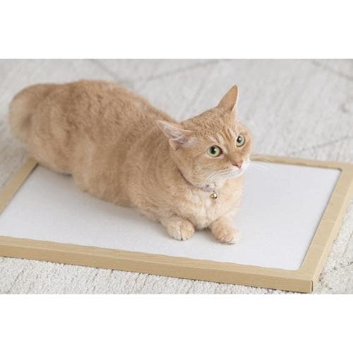 NECOCOCHI ナチュラル