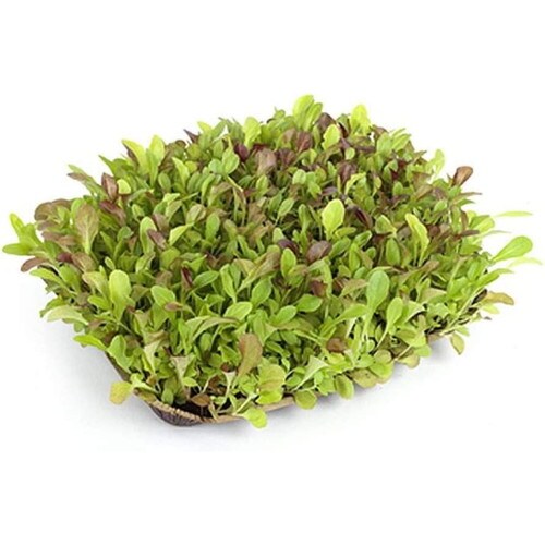 サカタ SF ピートバン 5枚入