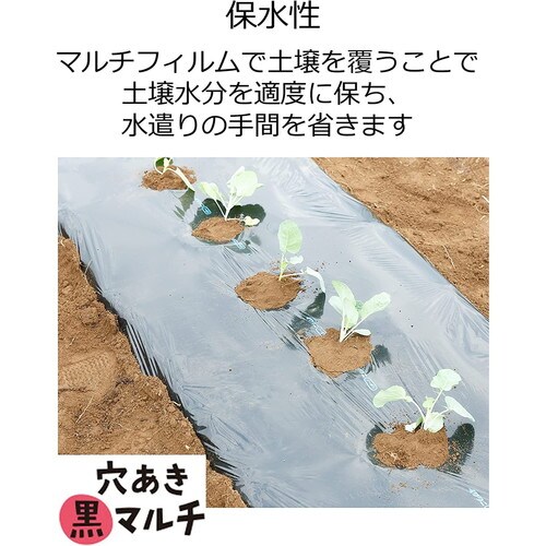 穴あき大根黒マルチ