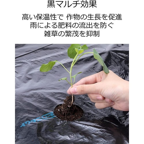 穴あきトマト黒マルチ
