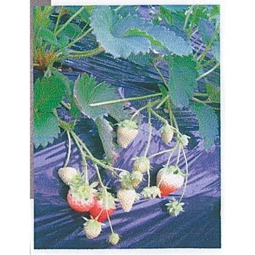 岩谷 黒マルチ 0.03x950x100m