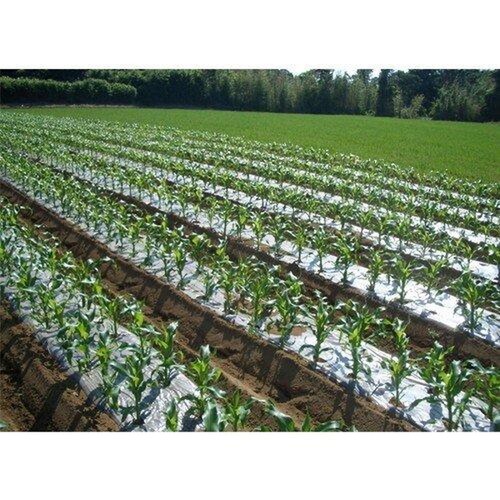 菜園用透明マルチ