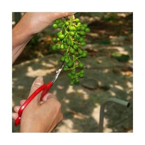 167mm ぶどう摘粒鋏(反り刃) EA